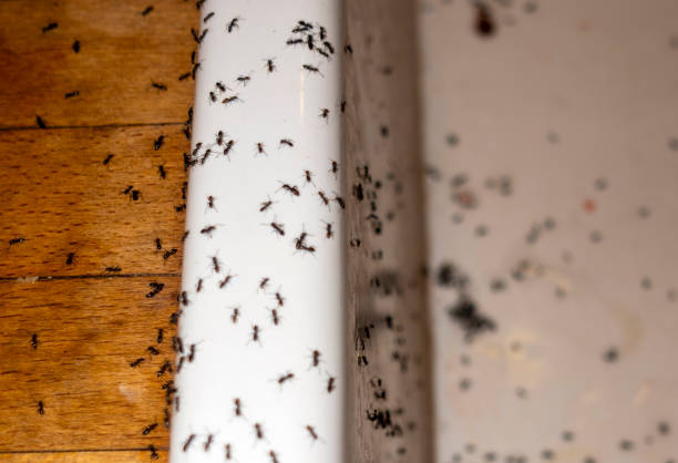 Best Insect Control  in Snyderville, UT